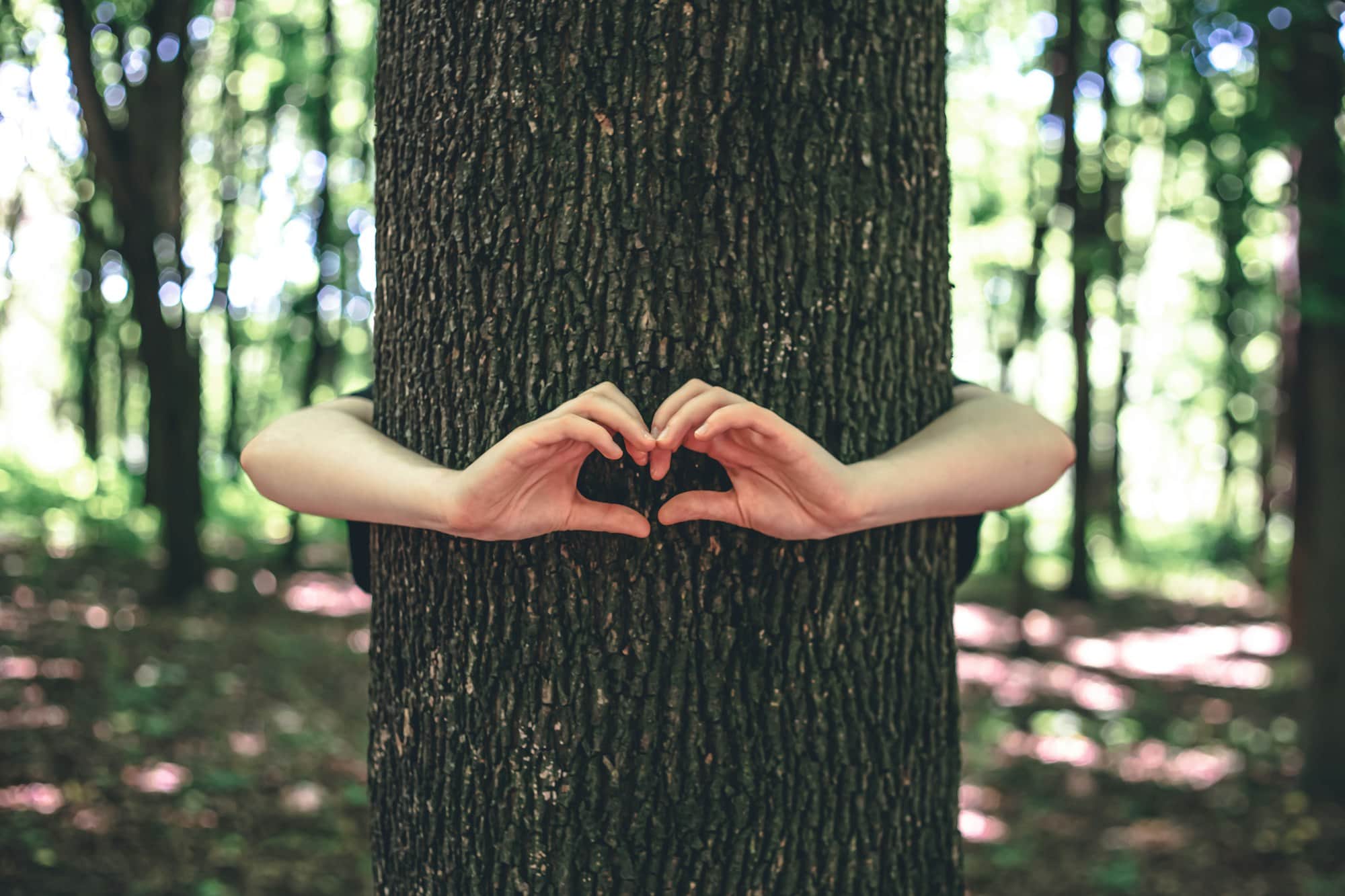 Women's hands hug a tree in the forest, love for nature.